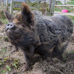 Sponsor Pig - Thelma
